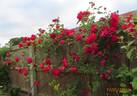 Marie Nabonnand rose photo