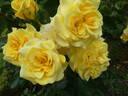Sterntaler ® rose photo