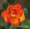 Polo Club ™ rose photo