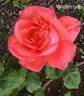Waanrode rose photo