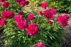 Lord Kitchener peony photo