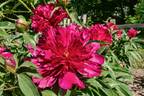 Lord Kitchener peony photo