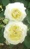 Kaikyo rose photo