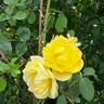 Bordure d'Or® rose photo