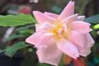 Pink Chantilly rose photo