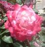 Seika rose photo