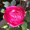 Joli coeur ® rose photo