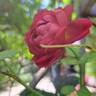 Joli coeur ® rose photo