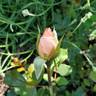 Precious Dream rose photo