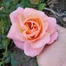 Precious Dream rose photo