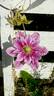 Piilu clematis photo