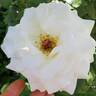 Sugar Moon rose photo