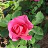 Pink Peace rose photo