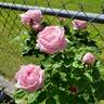 Arrillaga rose photo