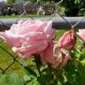 Arrillaga rose photo