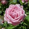 Arrillaga rose photo