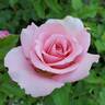 Tiffany rose photo