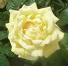 Amatsuotome rose photo