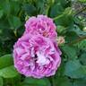 Cosmic Clouds™ rose photo