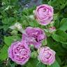 Cosmic Clouds™ rose photo