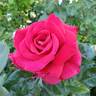 Lasting Love rose photo
