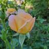 Bright rose photo