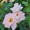Bright rose photo