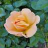 Bright rose photo