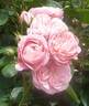 Bailando rose photo