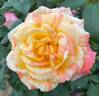 Tropical Sunset ™ rose photo