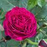 Queen of the Night rose photo