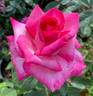 Signature ® rose photo