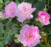 Pink Poodle rose photo