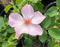 Poulsen's Pearl rose photo