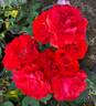 Florange rose photo