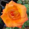 Caribbean ™ rose photo