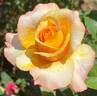 Sunny Sky rose photo