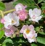 Menja rose photo