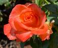 Octoberfest ™ rose photo