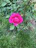 Pink Peace rose photo
