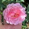 Ina an' Mona rose photo