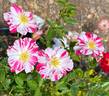 Stars 'n' Stripes rose photo