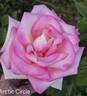 Arctic Circle rose photo