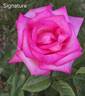 Signature ® rose photo