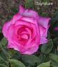 Signature ® rose photo