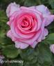 Aromatherapy ™ rose photo