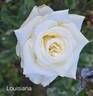 Louisiana rose photo