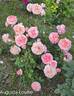 Augusta Luise ® rose photo