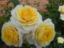 Jean Robie rose photo