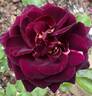 Absolutely Stunning! rose photo